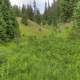 Pine trees and grassland at Rocky Mountains National Park, Colorado