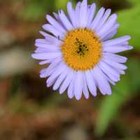 Purple Flower at Rocky Mountains National Park, Colorado