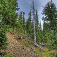 Tall Pine Trees at Rocky Mountains National Park, Colorado