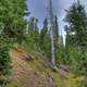 Tall Pine Trees at Rocky Mountains National Park, Colorado