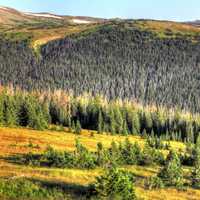 The Conifer Forests at Rocky Mountains National Park, Colorado