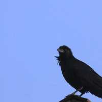 The Crow at Rocky Mountains National Park, Colorado