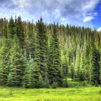 Trees and Sky in Rocky Mountains National Park, Colorado