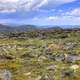 Tundra Landscape at the Summit at Rocky Mountains National Park, Colorado