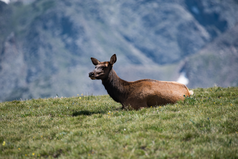 rocky mountain national park