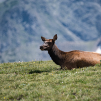 Elk sitting down on the grass