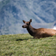 Elk sitting down on the grass