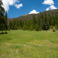 Meadow and Trees and forest in the mountains