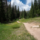 Path between the trees