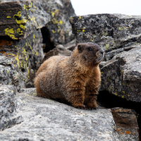 Yellow Bellied Marmot standing on the rocks