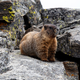 Yellow Bellied Marmot standing on the rocks