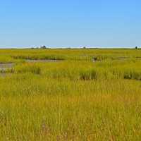 Back Barrier Salt Marsh in Delaware