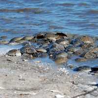 Horseshoe crabs washed up on beach