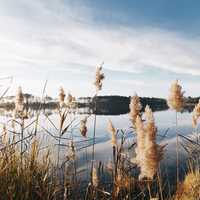 Lake and Reeds landscape in Delaware