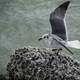 Blackback Gull Landing on a rock at Bahia Honda State Park
