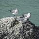 Seagulls standing on the rock at Bahia Honda State Park