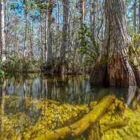 Big Cypress Mangrove Swamp