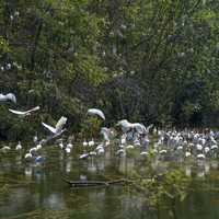 Flock of Birds in the Water