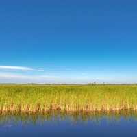 Horizon line of Marsh Grass with pond