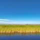 Horizon line of Marsh Grass with pond