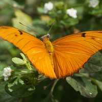 Julia Butterfly with wings spread