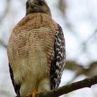 Red Shouldered Hawk sitting in a tree