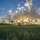 Sunlight beyond and trees and clouds at Big Cypress National Preserve