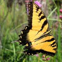 Tiger Swallowtail Butterfly flying