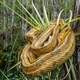 Yellow Snake Wrapped around a tree