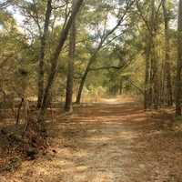 Forest Trail at Big Shaols State Park, Florida