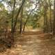 Forest Trail at Big Shaols State Park, Florida