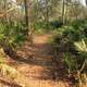 Forest Walkway at Big Shaols State Park, Florida
