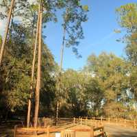 Main Road and Camping Area at Big Shaols State Park, Florida
