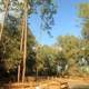 Main Road and Camping Area at Big Shaols State Park, Florida