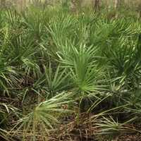 Park Palm Plants at Big Shaols State Park, Florida
