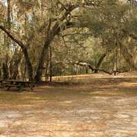 Picnic Area at Big Shaols State Park, Florida