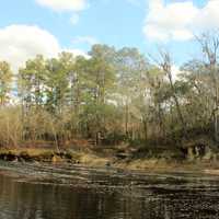 Suwanee River Shore at Big Shaols State Park, Florida