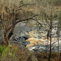 Swirling Waters of Suwanee River at Big Shaols State Park, Florida