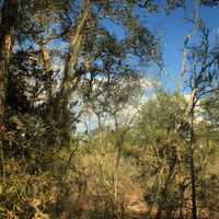 Tree-View at Big Shaols State Park, Florida