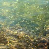 Bait Fish Swimming in the shallows at Biscayne National Park, Florida