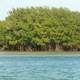 Island of mangroves at Biscayne National Park, Florida