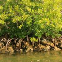 Mangroves at Biscayne National Park, Florida