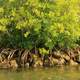 Mangroves at Biscayne National Park, Florida