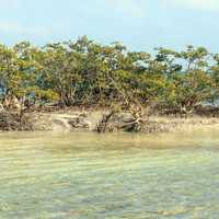 Sandbar island at Biscayne National Park, Florida