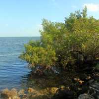 Tree on shore at Biscayne National Park, Florida