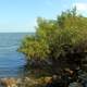 Tree on shore at Biscayne National Park, Florida