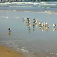A group of seagulls at Daytona Beach, Florida