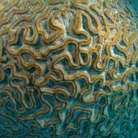 Brain Corals in Dry Tortugas