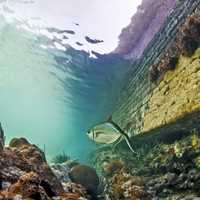 Fish swimming in the water under Fort Jefferson