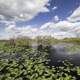 Clouds over the Swamp on the Anhinga Trail